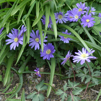 ANEMONE blanda 'Blue Shades' 