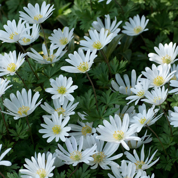 ANEMONE blanda 'White Splendour'