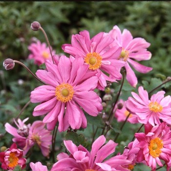 ANEMONE hupehensis 'Prinz Heinrich'