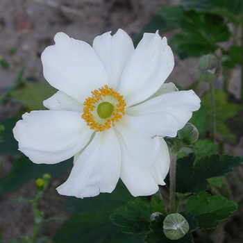 ANEMONE hybrida 'Honorine Jobert'