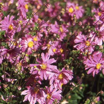 ANEMONE hybrida 'Rubra Plena'