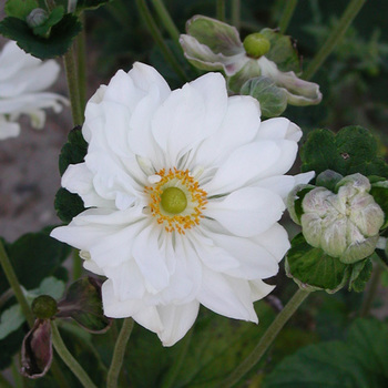 ANEMONE hybrida 'Whirlwind'