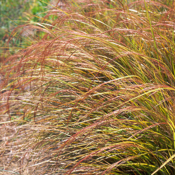 ANEMANTHELE lessoniana (Stipa arundinacea)