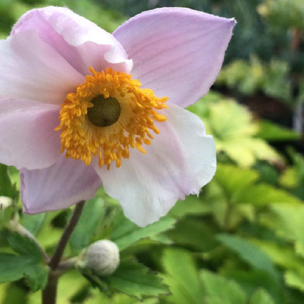 ANEMONE 'Ruffled Swan' ®