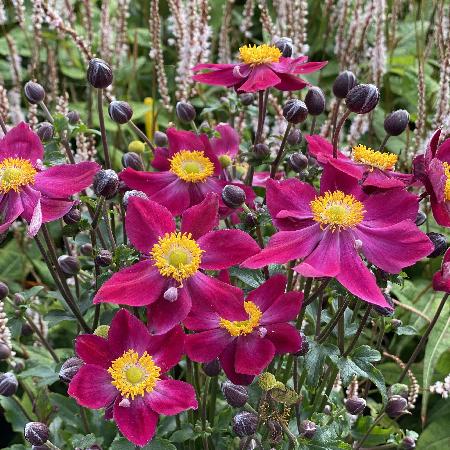 ANEMONE hupehensis 'Ariel' ® (Fantasy Series)