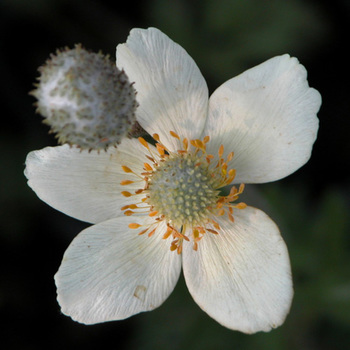 ANEMONE palmata