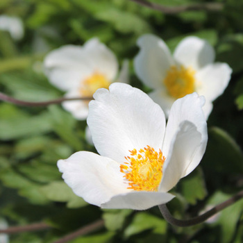 ANEMONE sylvestris