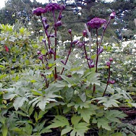 ANGELICA gigas