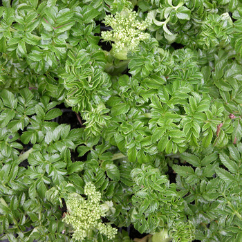 ANGELICA pachycarpa