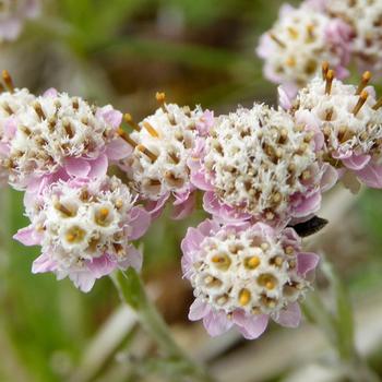 ANTENNARIA