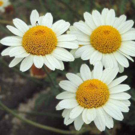 ANTHEMIS tinctoria 'Sauce Hollandaise'