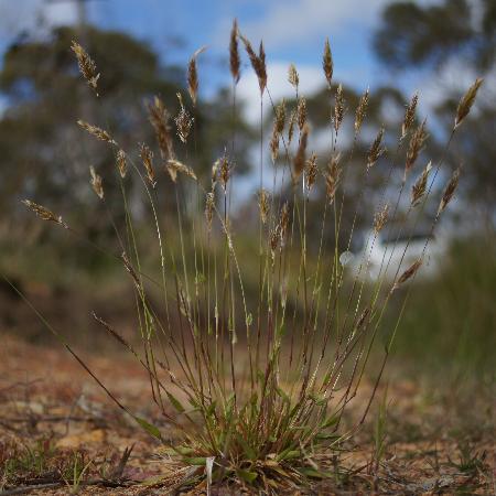 ANTHOXANTHUM odoratum