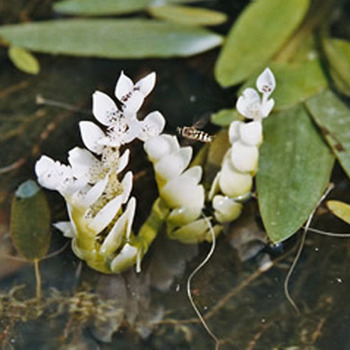 APONOGETON distachyos