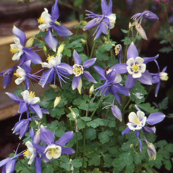 AQUILEGIA 'Blue Star'