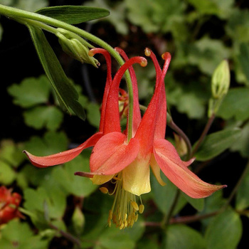 AQUILEGIA canadensis