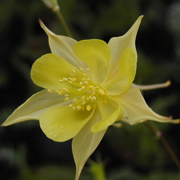 AQUILEGIA chrysantha 'Yellow Queen'