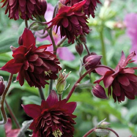 AQUILEGIA vulgaris 'Ruby Port'