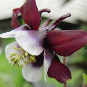 AQUILEGIA vulgaris 'William Guiness'