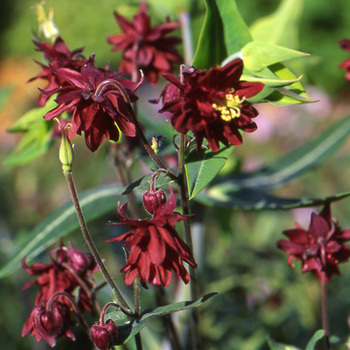 AQUILEGIA vulgaris 'Ruby Port'