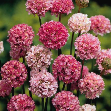 ARMERIA