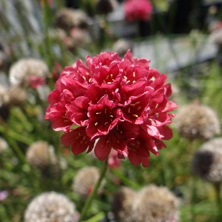 ARMERIA pseudarmeria 'Ballerina Red'