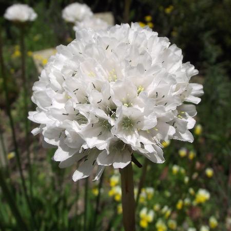 ARMERIA pseudarmeria 'Ballerina White'