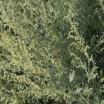 ARTEMISIA absinthium 'Lambrook Silver'