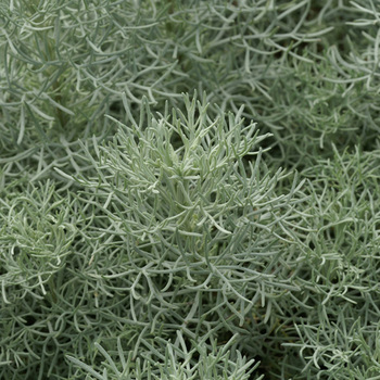 ARTEMISIA 'Canescens'