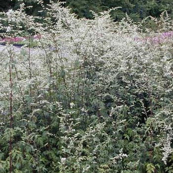 ARTEMISIA lactiflora 'Guizhou'