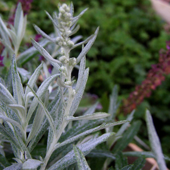 ARTEMISIA ludoviciana 'Silver Queen'