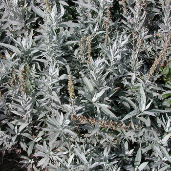 ARTEMISIA ludoviciana 'Valérie Finnis'