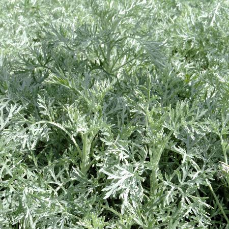 ARTEMISIA 'Powis Castle'