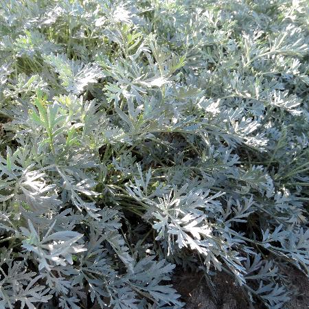 ARTEMISIA absinthium 'Lambrook Silver'