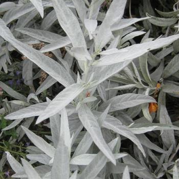 ARTEMISIA ludoviciana