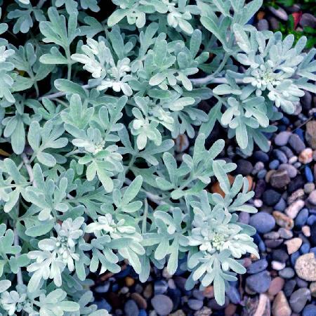 ARTEMISIA stelleriana 'Morris Strain' 