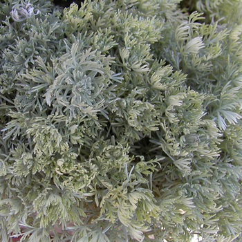 ARTEMISIA schmidtiana 'Nana'