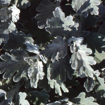 ARTEMISIA stelleriana