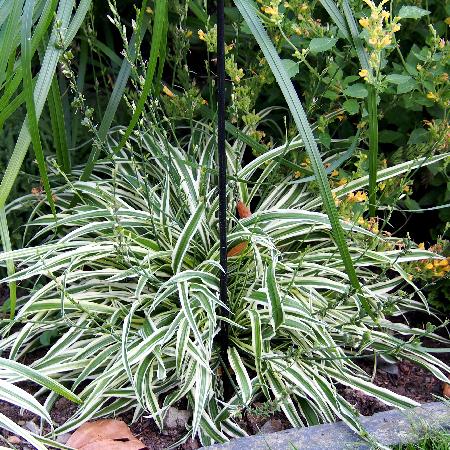 ARTHROPODIUM candidum 'Little Lilia' ®