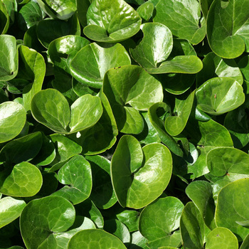 ASARUM europaeum