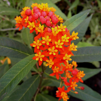 ASCLEPIAS tuberosa