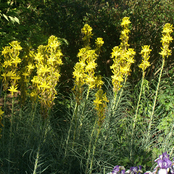 ASPHODELINE