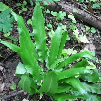 ASPLENIUM scolopendrium (Phyllitis)