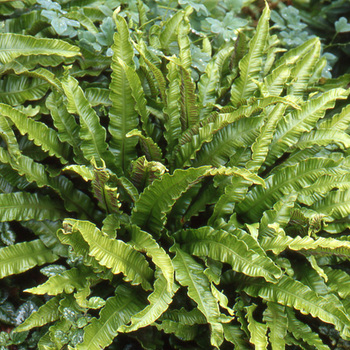 ASPLENIUM scolopendrium 'Cristatum' (Phyllitis)