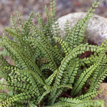 ASPLENIUM trichomanes