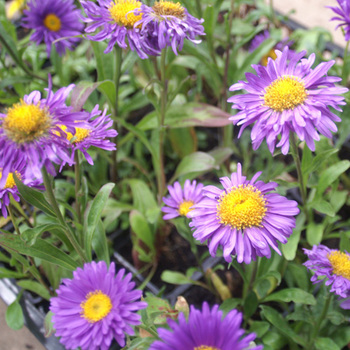 ASTER alpinus 'Dunkle Schöne'