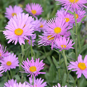 ASTER alpinus 'Happy End'