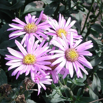 ASTER amellus 'Rosa Erfüllung' ('Pink Zenith')