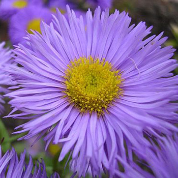 ASTER amellus 'Rudolph Goethe'