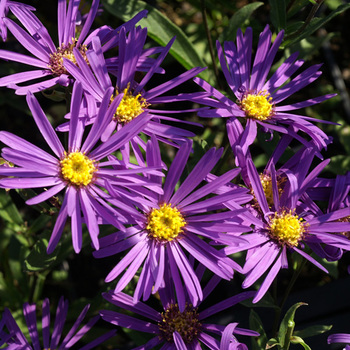 ASTER amellus 'Veilchenkönigin' ('Violet Queen')