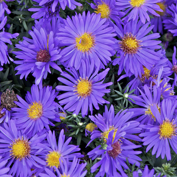 ASTER 'Augenweide' (Dumosus Group)